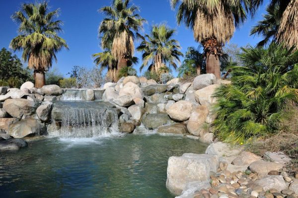 Trees | Waterfall Surrounded By Palm Trees Wall Mural Trees Trees