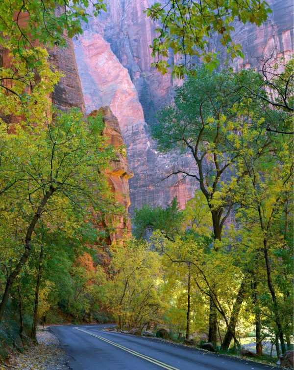 Trees | Zion Canyon, Zion National Park, UT Wallpaper Mural Seasonal Seasonal