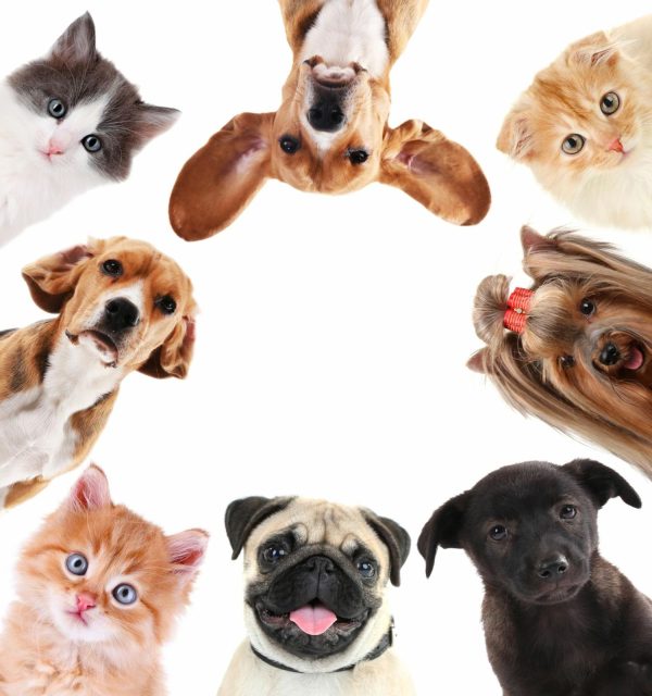 Animals | Pet Selfie Wall Mural Animals Animals