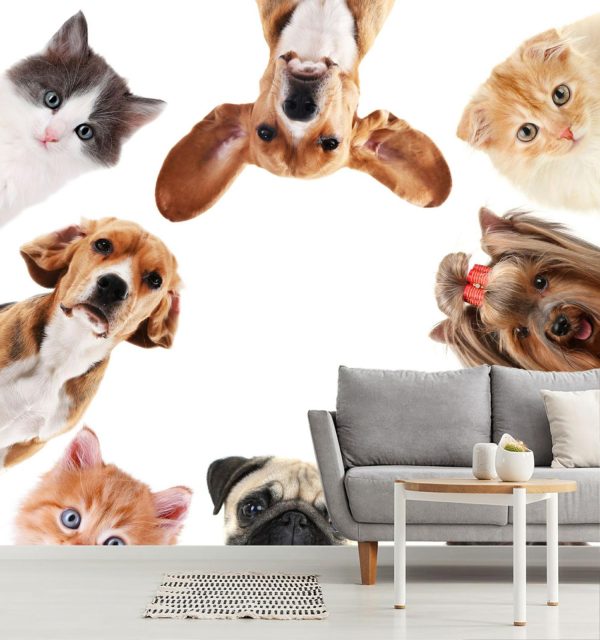 Animals | Pet Selfie Wall Mural Animals Animals