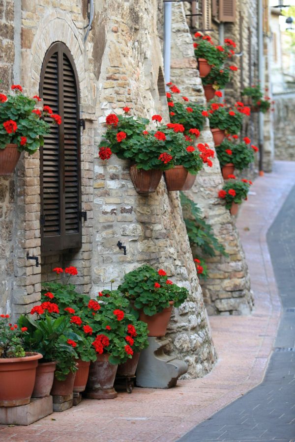 Architectural | Geranium Flowers in Italian StreetsWallpaper Mural Architectural Architectural