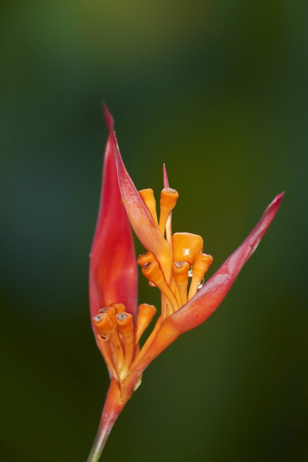 Flowers | False Bird of Paradise Mural Wallpaper Flowers Flowers