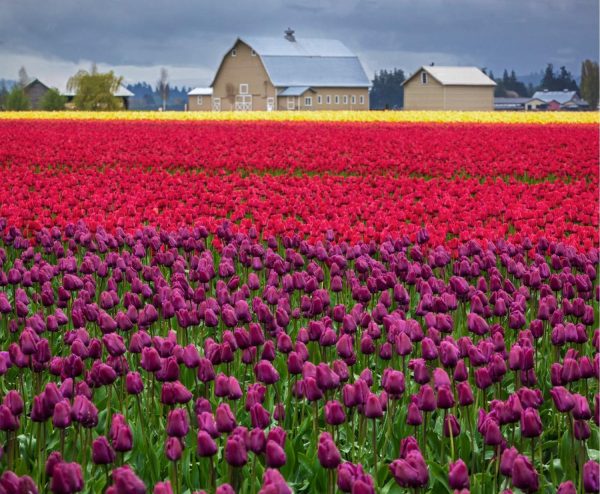 Flowers | Fields of Tulips Mural Wallpaper Flowers Flowers