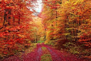 Forests | Colorful Autumn Forest Road Wallpaper Mural Forests Forests