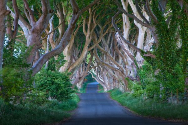 Forests | Dark Hedges Wallpaper Mural Forests Forests