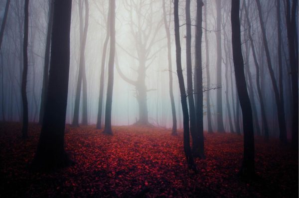 Forests | Eerie Autumn Forest Wall Mural Forests Forests