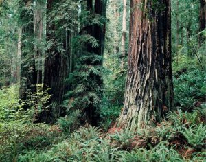 Forests | Redwood Forest Mural Wallpaper Forests Forests