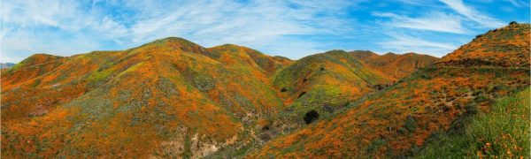 Panoramic | Walker Canyon Poppies Super-bloom Wall Mural Extra Large Extra Large